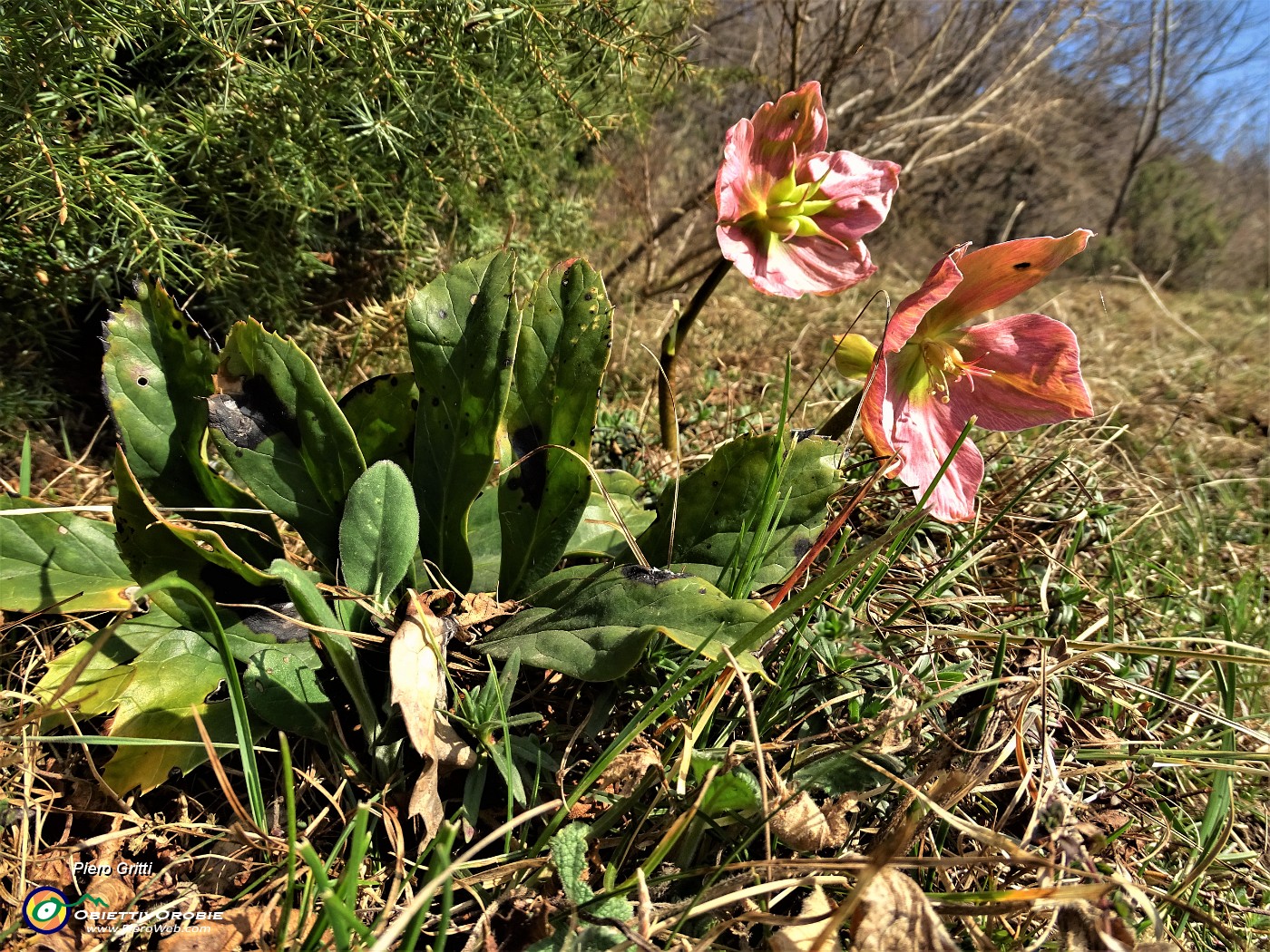 27 Ellebori fecondati di varia colorazione (Helleborus niger).JPG